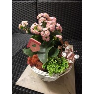 Plant Arrangement in a Basket 20 cm